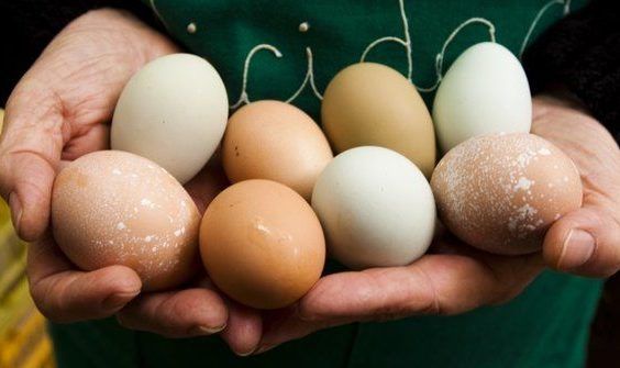 Principais tipos de ovos