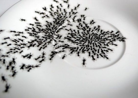Como acabar com uma infestação de formigas em sua cozinha