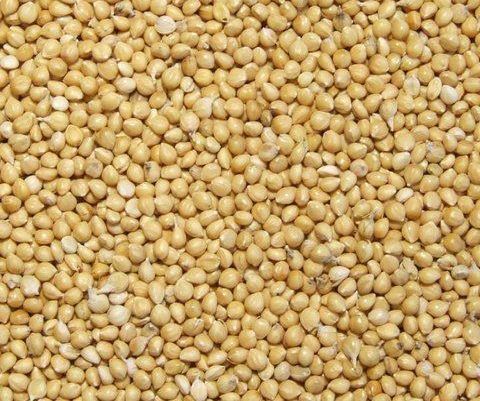 Grãos fortes que são bons para saúde e deveriam ser consumidos sempre