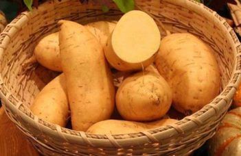 Importância da batata doce para saúde