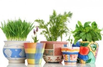 Como plantar cheiro verde em sua própria casa